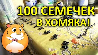 Сколько семечек влезет в хомяка? Уместится 100 семечек в щёки хомяку? 100 семечек челлендж challenge