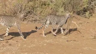 CHEETAH vs DIK-DIK. The cheetah know which prey to play around with and which not to.