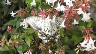 Asian Swallowtail (Papilio xuthus) butterfly