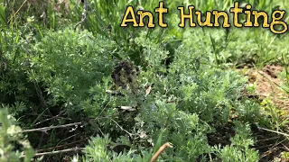 Ant Hunting // Flight Messor // 2