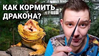 Как кормить бородатого дракона?