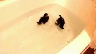 Ducklings swimming in the bathtub!