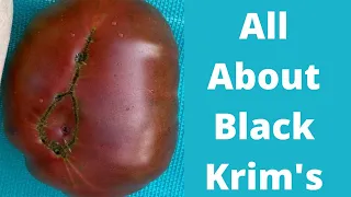 All about black krim tomatoes growing/pruning/mulching/harvesting/slicing and reviewing.