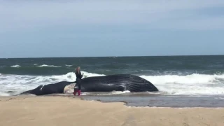 Dead humpback whale washes ashore