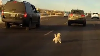 Watch As Dog Leaps From Moving Car, And Narrowly Misses Getting Hit