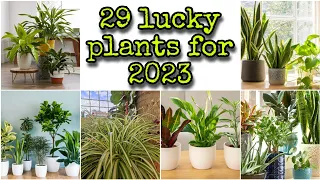 BEST LUCKY RARE PLANTS FOR 2024 | FENG SHUI PLANTS FOR 2024 | LUCKY PLANTS FOR HOME & WORK
