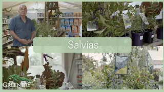 Salvia Varieties & How to Care for Them | The Greenery Garden & Home