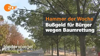 26 Eschen sollen Gehweg weichen | Hammer der Woche vom 27.08.22 | ZDF