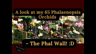 A look at my 65 Phalaenopsis Orchids! - The Phal Wall -  :D