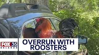 Police concerned roosters are being illegally dumped in this Central Florida city