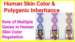 polygenic inheritance and human Skin colour #genetics #inheritance #skincolour #humanskin