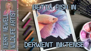 BETTA FISH IN INKTENSE