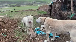 Erzurumdan türk çoban köpeği anne yavruları emzirme için sürüden geldi