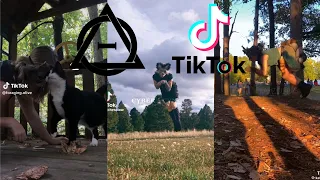 Therian and Quadrobics TikToks || Compilation 🐾🍂 || Alterhumans of TikTok #46