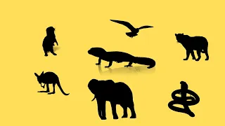 Guess the Animal 25 Animals Quiz | Quiz Challenge