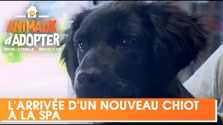 L' arrivée d'un nouveau chiot à la SPA - Animaux à Adopter