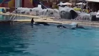 Keijo, Moana, Wikie and Inouk in the Back Pool - Marineland Antibes - 05/08/2014