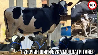 Гуночини шири Арзон успет кунетон🐄6 июня 2024 г.