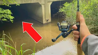 This HIDDEN TUNNEL Holds GIANT Fish!!  (Spring Creek Fishing)