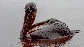 Impacts of Oil Spills- A Marine Conservation Documentary