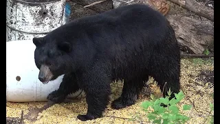 450+ POUND MONSTER BOONE CROCKETT BLACK BEAR SHOT AT 12 YARDS!