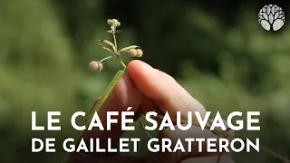 Le gaillet gratteron, un bon café sauvage