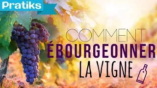 Comment ébourgeonner la vigne ?