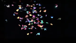 Butterflies  at Team Lab Borderless 🦋🦋🇯🇵🦋🦋 Tokyo Japan May 6, 2019