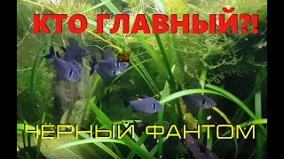 Чёрные фантомы (Hyphessobrycon megalopterus) - борьба за территорию.