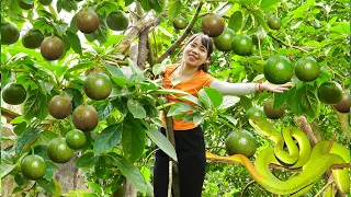 Harvesting Ripe Avocados From the Tree,Encountering a Viper While Picking Avocados | Quynh Bushcraft