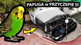 Kupiliśmy PAPUGĘ FALISTĄ !!! - Mamy Ją w Przyczepie Kempingowej ! (Vlog #368)