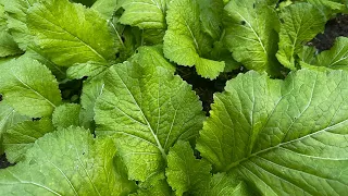 Nepali winter vegetables in Australia Sydney