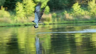 Osprey Hunting In The Cairngorms, Scotland