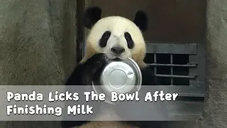 Panda Licks The Bowl After Finishing Milk | iPanda