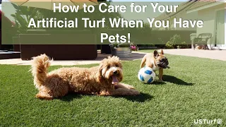 How to Care for Your Artificial Turf When You Have Pets