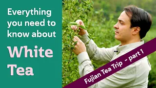 CHINESE WHITE TEA - Everything you need to know (FUJIAN TEA TRIP PART 1)