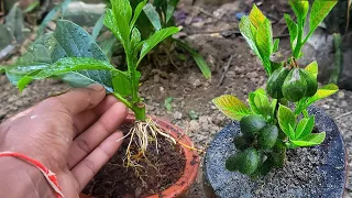 Best way to propagate avocados is bay leaf cuttings / TECHNIQUE TO ROOT ANY BRANCH Only 1 ingredient