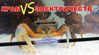 Радужный краб. Краба чуть не УБИЛО током! Устанавливаем внешний фильтр | Rainbow crab in an aquarium