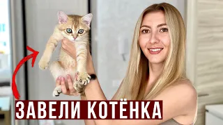 У НАС ПОЯВИЛСЯ КОТИК - ПЕРВАЯ ВСТРЕЧА, Как назвали? Его РЕАКЦИЯ, Британская шиншилла