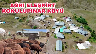 AĞRI ELEŞKİRT KOKULUPINAR KÖYÜNÜN MOR KARAMAN KOYUNLARI--NARE'NİN  SON DURUMU