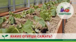 КАКИЕ ОГУРЦЫ САЖАТЬ?