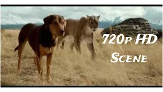 A Dog's Way Home(2019)Scene-Big Kitten Saves Bella 720p HD