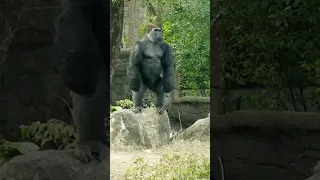 Eye on the prize. #ape #shorts #gorilla #dallaszoo