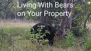 Living With Black Bears on Your Property