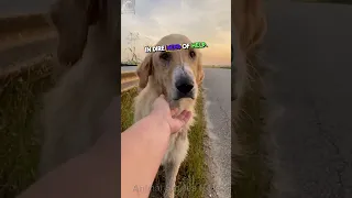 💜Woman Saves Abandoned Golden Retriever🐕💖