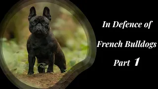 In Defence of French Bulldogs Part 1