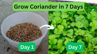 How To Grow Coriander in 7 Days At Home