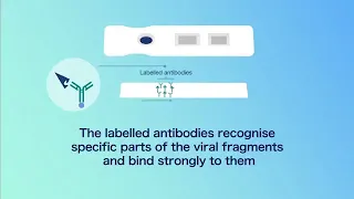 How lateral flow testing for COVID-19 works