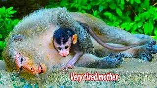 Very tired and exhausted poorest mother animal Mounta after care her baby full day | Dear Wildlife