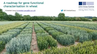 Webinar: A roadmap for gene functional characterization in wheat